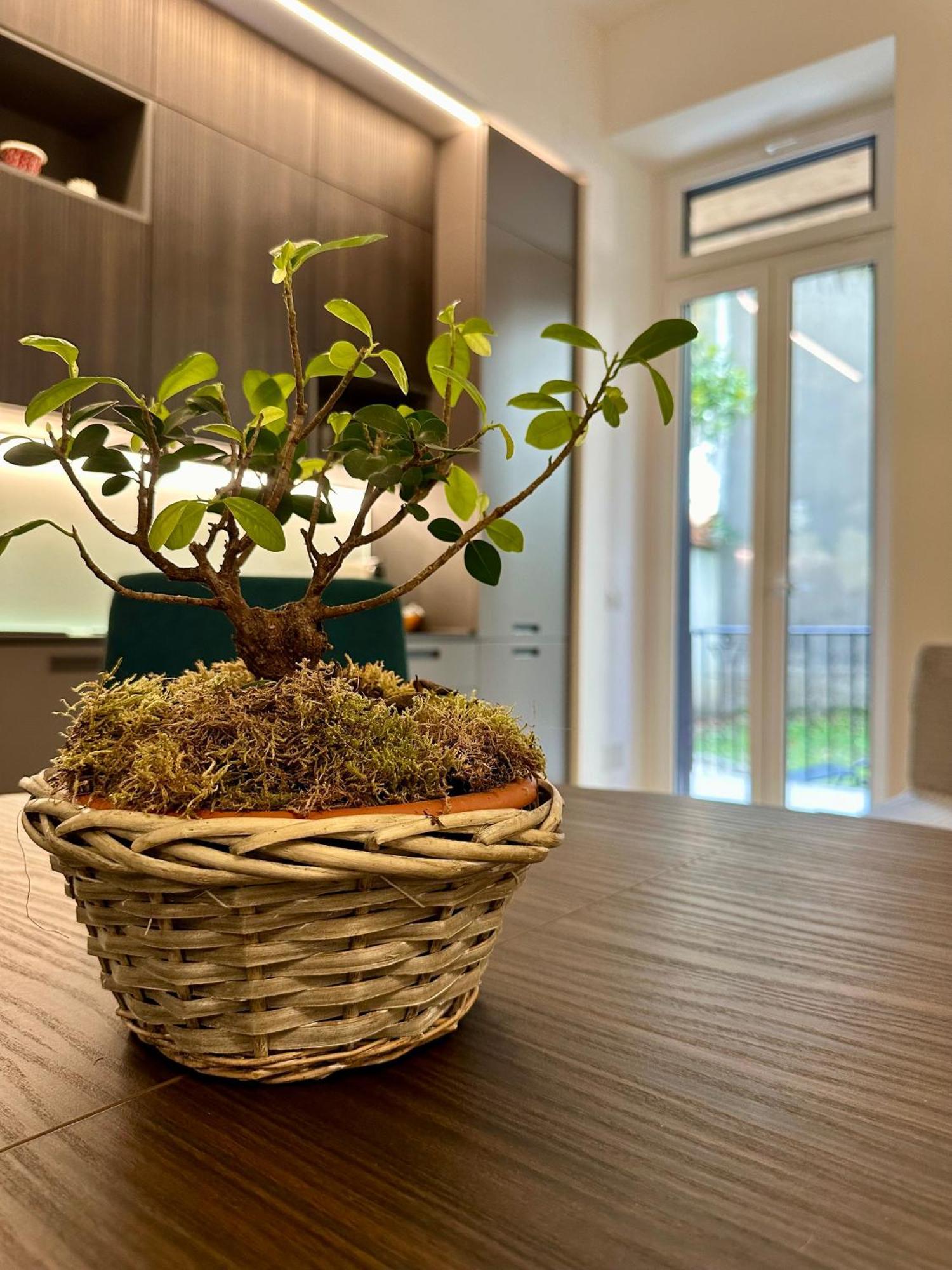 Lr Deluxe Apartments - Porta Venezia - Bilocale Con Giardino Privato Milano Exteriör bild